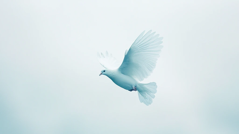 林间飞鸽放飞自我