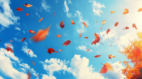 秋天红叶蓝天白云