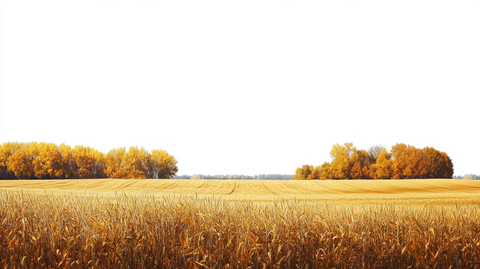 麦田高清图片素材