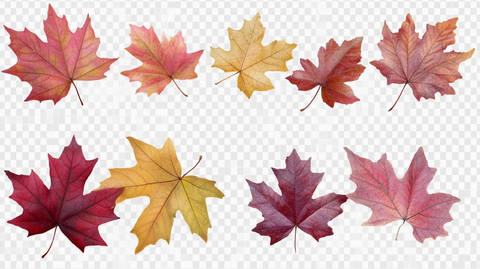 秋叶枫叶红叶枯叶素材