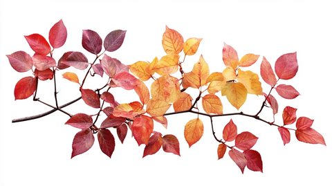 乌桕树红叶插画