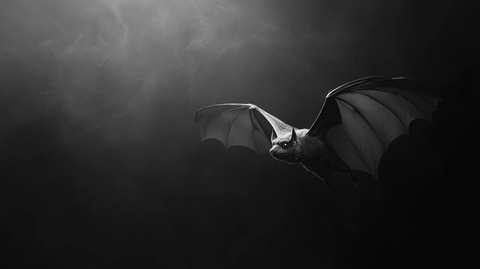 夜空飞翔的蝙蝠