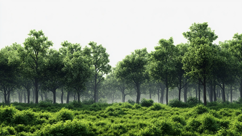 生态植被雾景