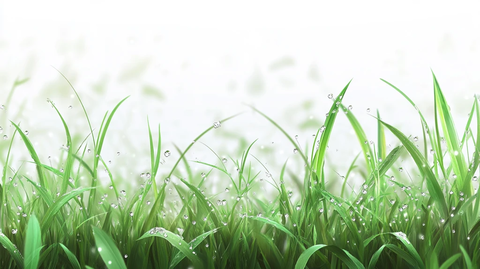 挂满雨水的草丛