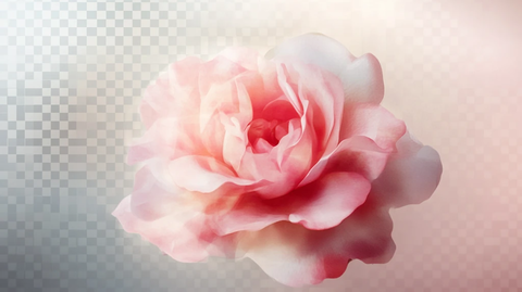 春日绚丽炫丽温柔玫瑰