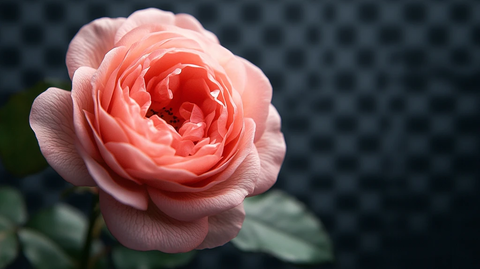 粉色玫瑰的芬芳