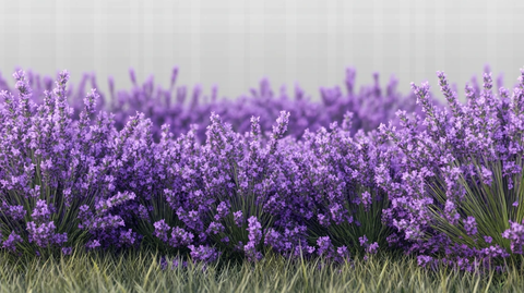 薰衣草薰衣草壁画