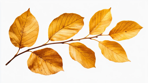 秋天树枝枝叶树叶黄叶