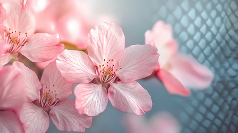 唯美桃花高清壁纸