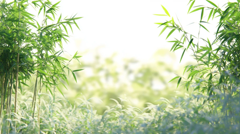 唯美竹林背景