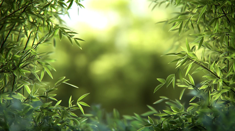 绿色环保竹林壁纸