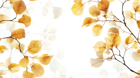 秋天树枝叶背景