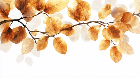 秋天树枝叶背景