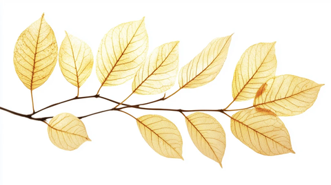 树叶渐变手绘