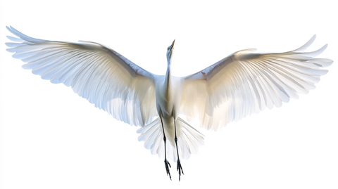 白鹤展翅
