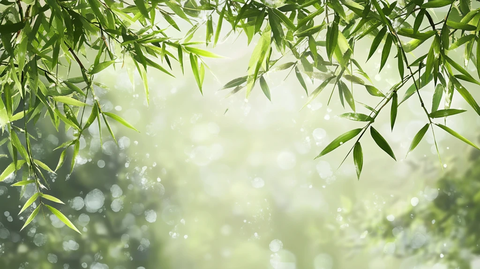 唯美竹叶背景
