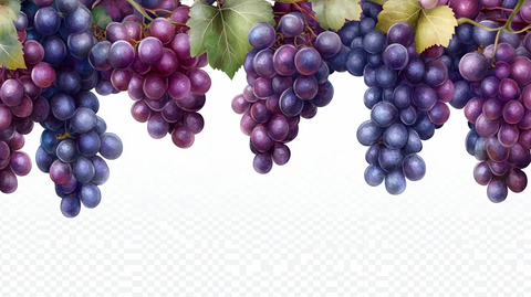 手绘写实葡萄