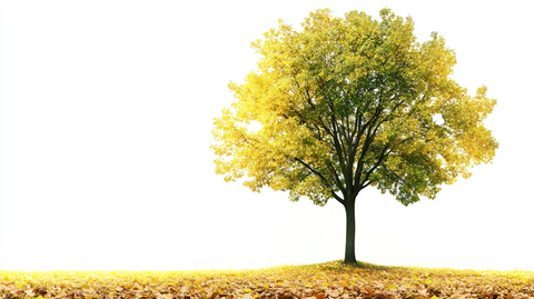 一颗黄色树叶的树