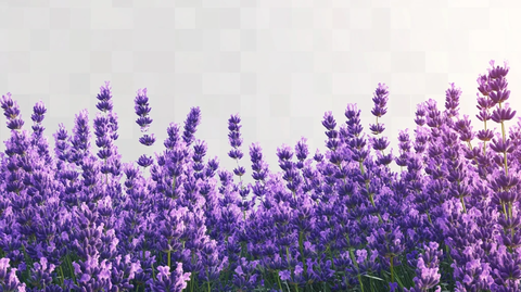 唯美紫色薰衣草