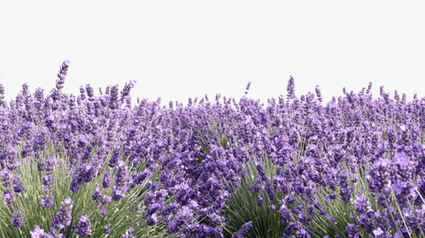 薰衣草群