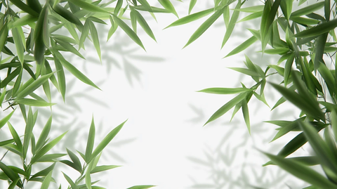 唯美竹叶背景