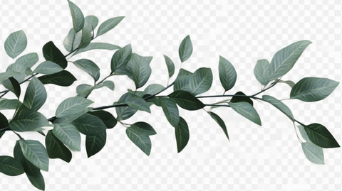 树枝叶素材