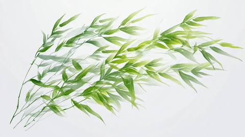 手绘淡竹叶