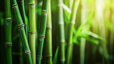 绿色环保竹林壁纸