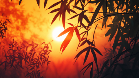 夕阳竹影