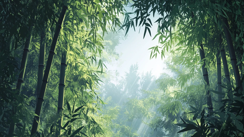 光影竹林背景