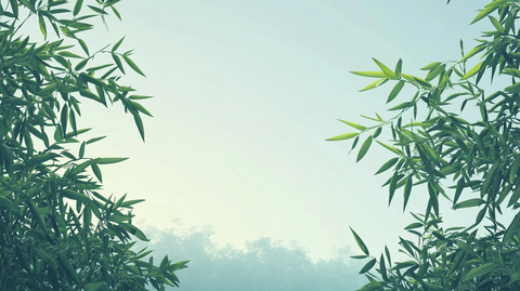 唯美竹叶背景
