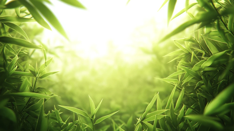 唯美竹叶背景