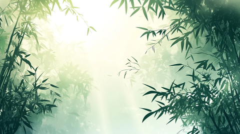 唯美竹影竹韵