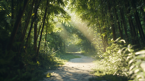 阳光下的竹林小路