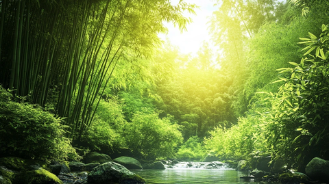 阳光竹林里的小河