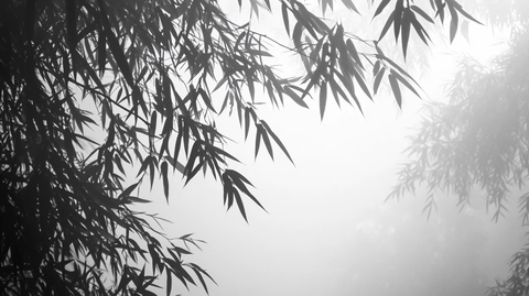 迷雾翠竹
