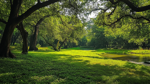 绿树湿地阳光绿草地
