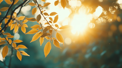 阳光唯美枝叶