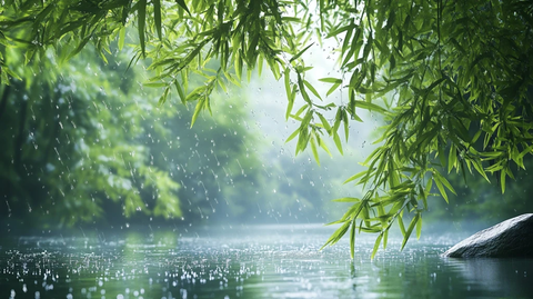 谷雨湖畔竹林