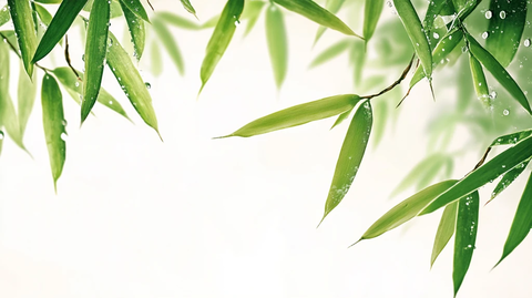 唯美竹叶背景