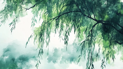柳树插画