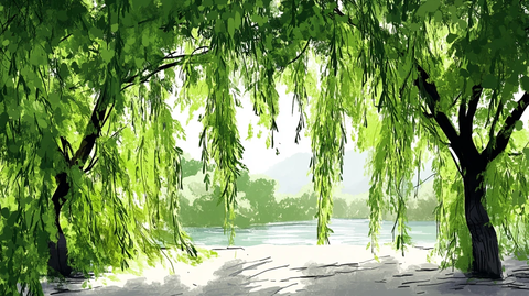 柳树插画