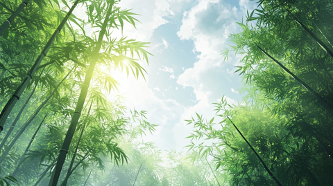竹林背景桌面