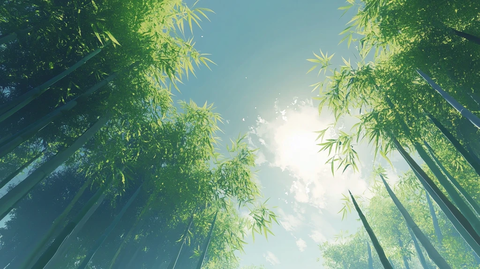 竹林背景桌面
