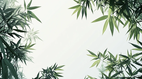 唯美竹叶背景
