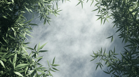 蓝天竹叶背景
