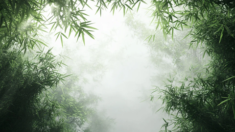 迷雾翠竹
