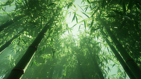 意境竹林宁静绿竹林