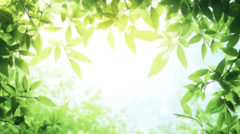 阳光树叶背景