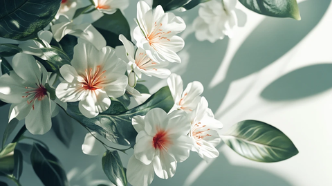 写实喷绘茉莉花